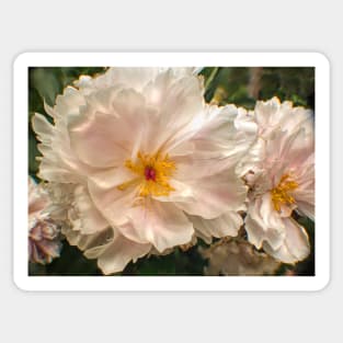 Soft White Peony Sticker